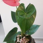 گل انتریوم-سایت فروشگاهی گلیو