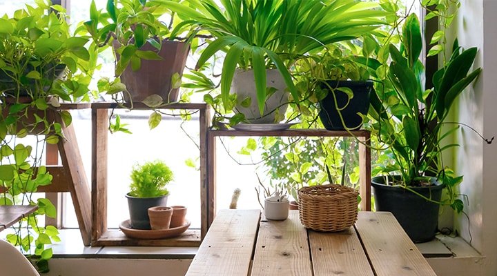 نگهداری از گیاهان آپارتمانی
