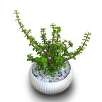 خرید کراسولا خرفه ای crassula ovata jade plant