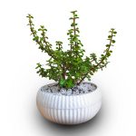خرید کراسولا خرفه ای crassula ovata jade plant